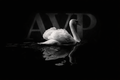 AVP Résumé Template (Professional)